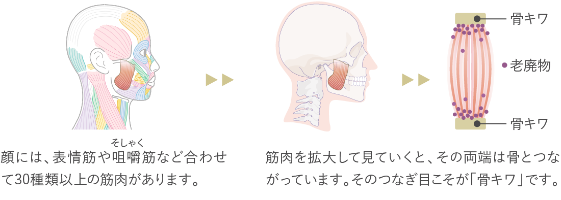 顔には、表情筋や咀嚼筋など合わせて30種類以上の筋肉があります。筋肉を拡大して見ていくと、その両端は骨とつながっています。そのつなぎ目こそが「骨キワ」です。